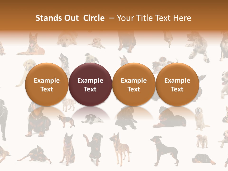 Canario Pinscher English PowerPoint Template