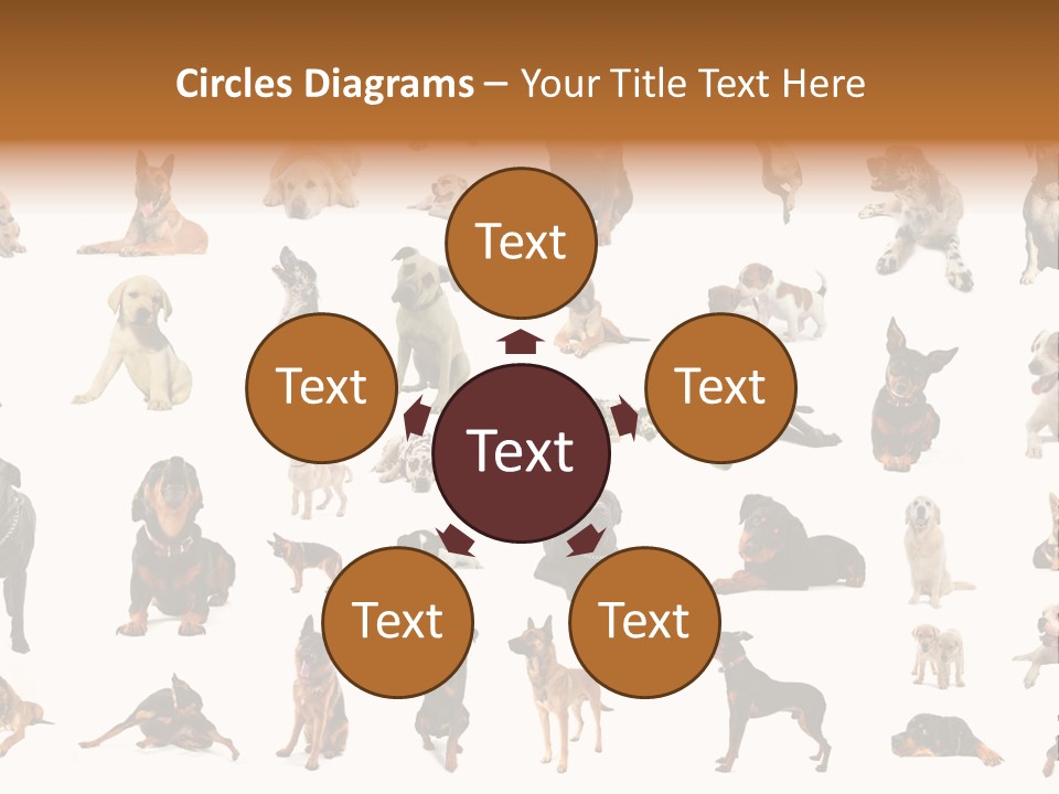 Canario Pinscher English PowerPoint Template