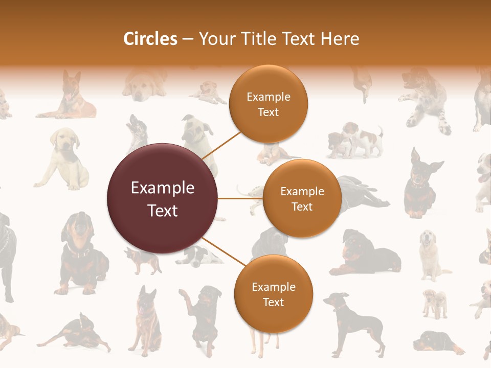 Canario Pinscher English PowerPoint Template