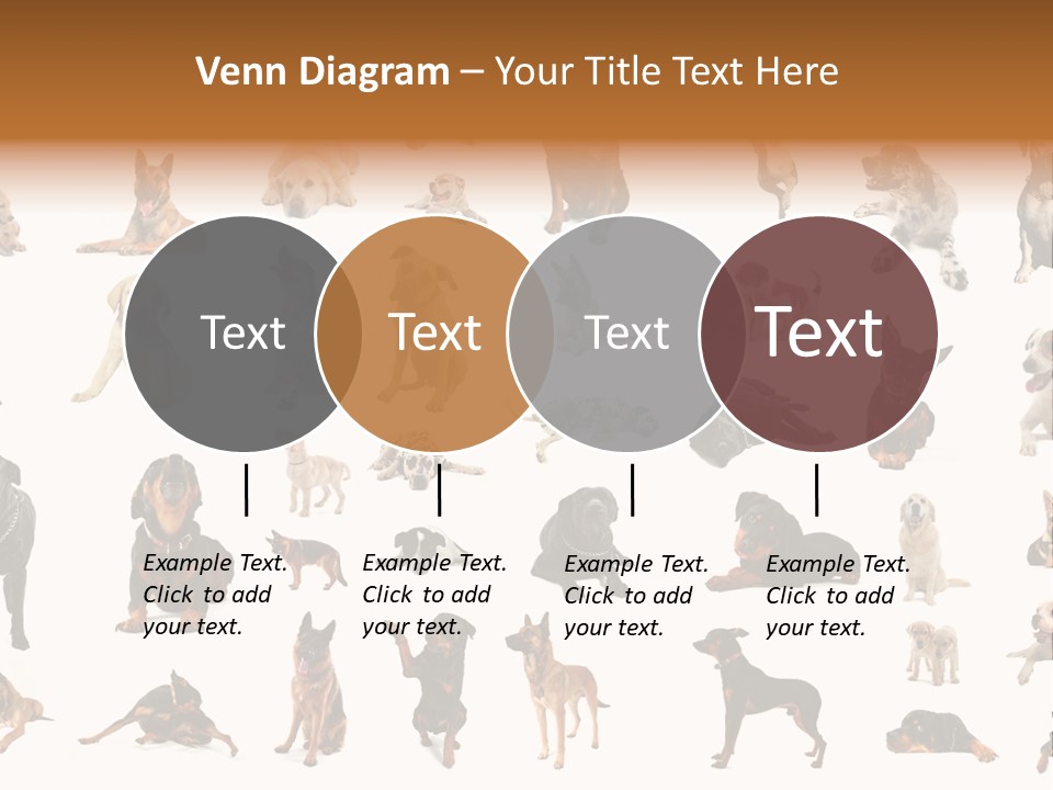Canario Pinscher English PowerPoint Template
