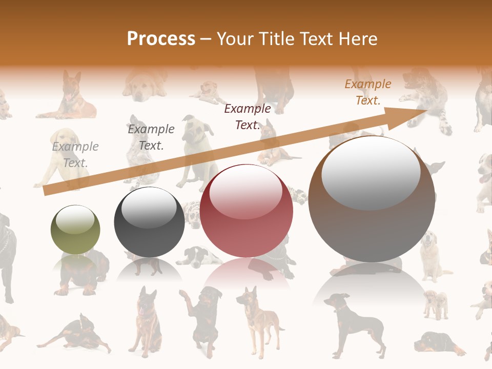 Canario Pinscher English PowerPoint Template