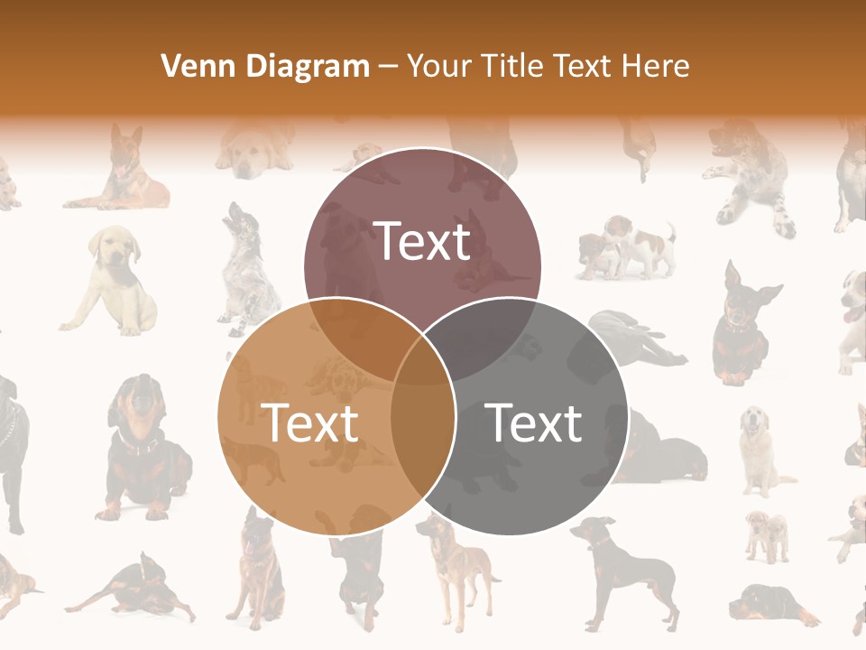 Canario Pinscher English PowerPoint Template