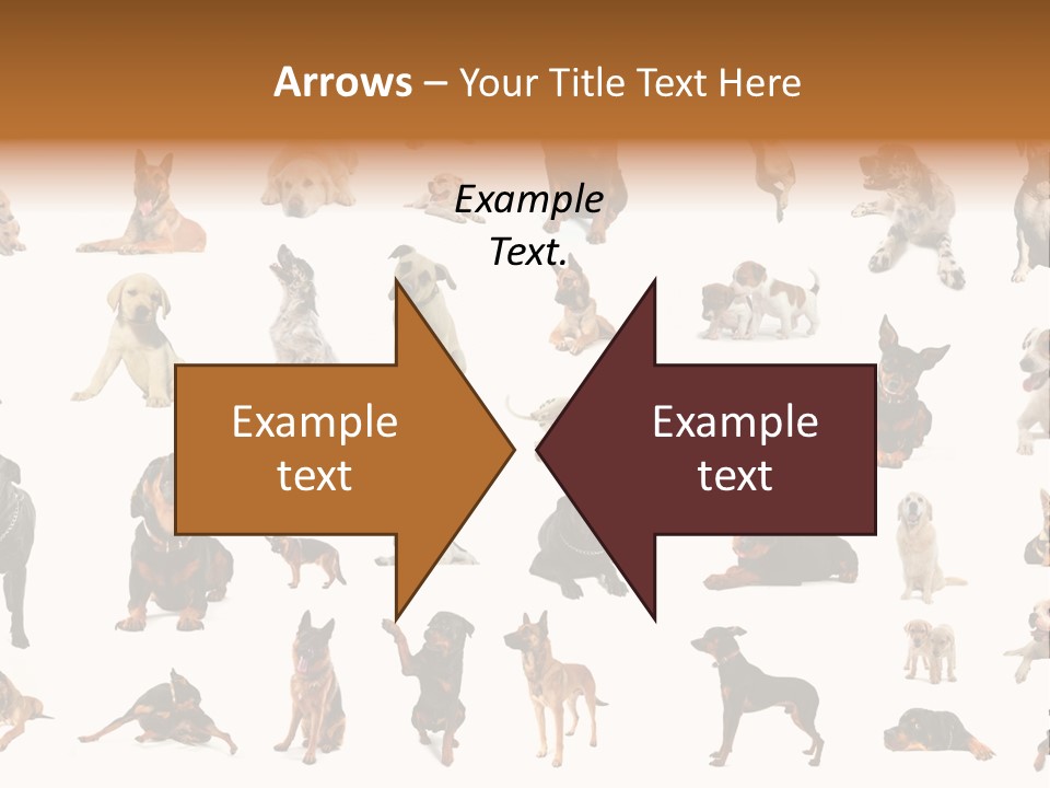 Canario Pinscher English PowerPoint Template