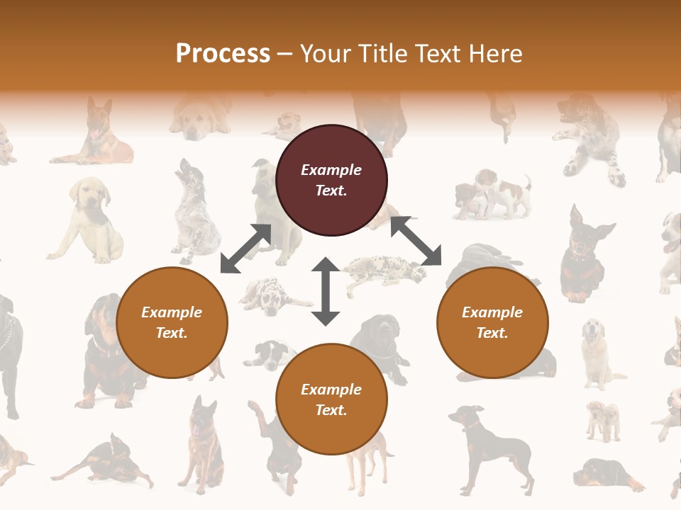 Canario Pinscher English PowerPoint Template