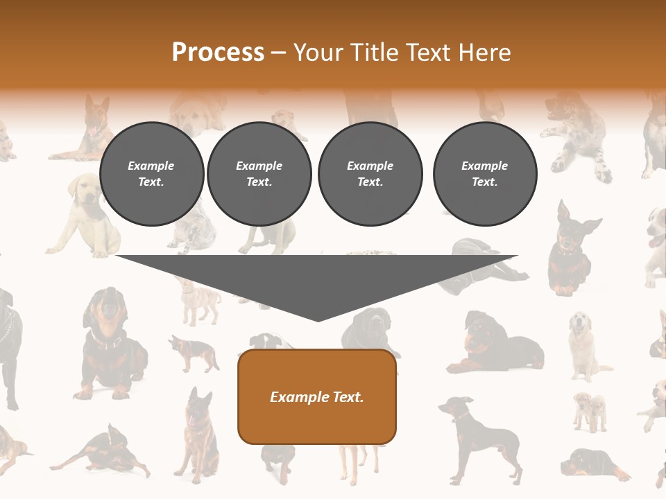 Canario Pinscher English PowerPoint Template