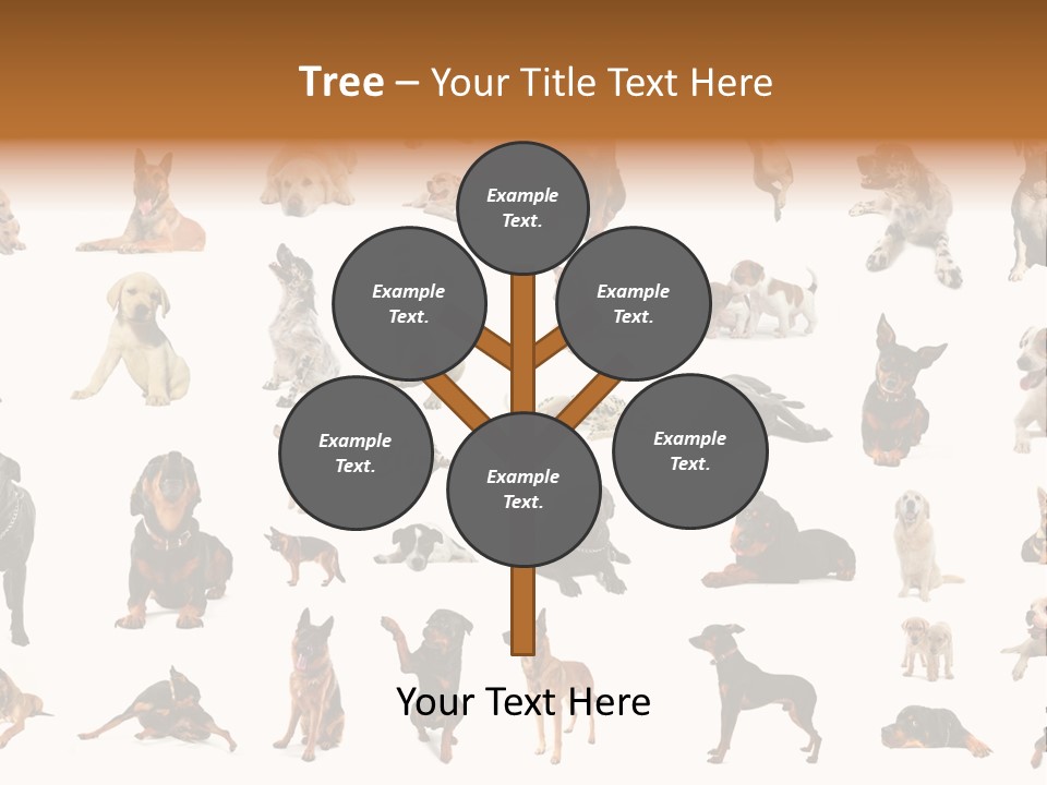 Canario Pinscher English PowerPoint Template