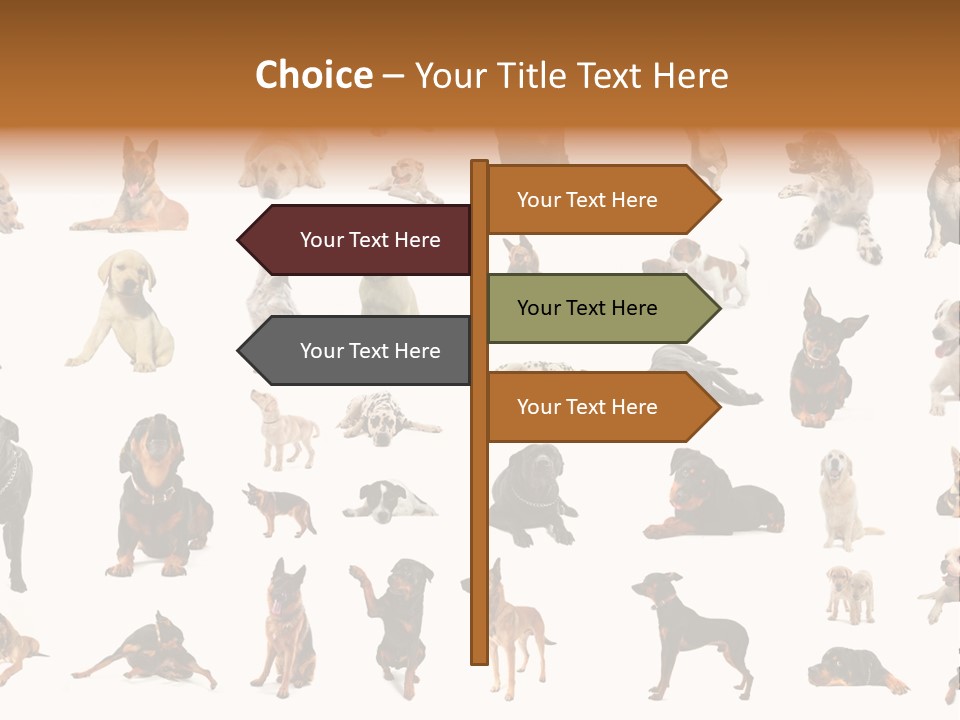 Canario Pinscher English PowerPoint Template