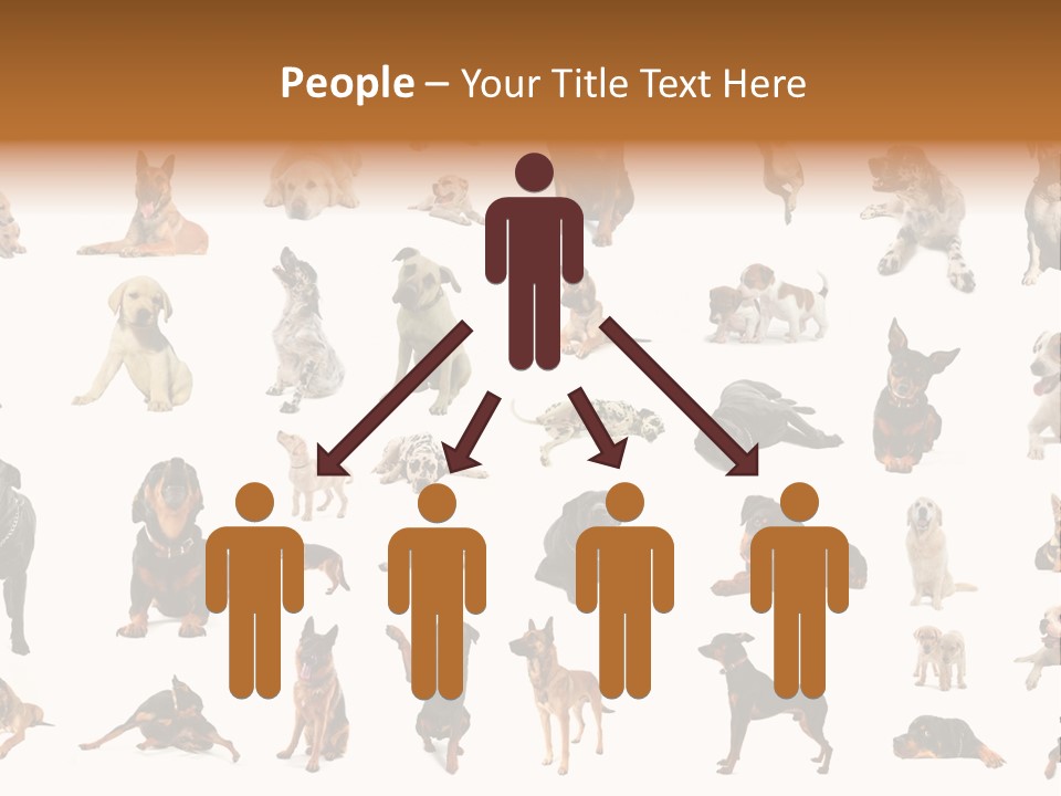 Canario Pinscher English PowerPoint Template