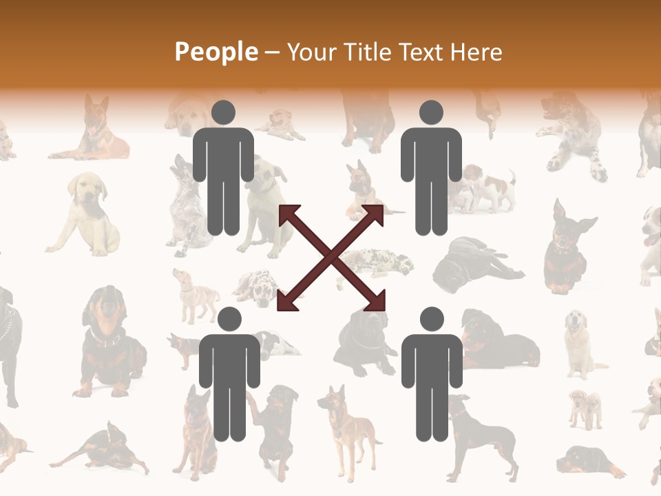 Canario Pinscher English PowerPoint Template