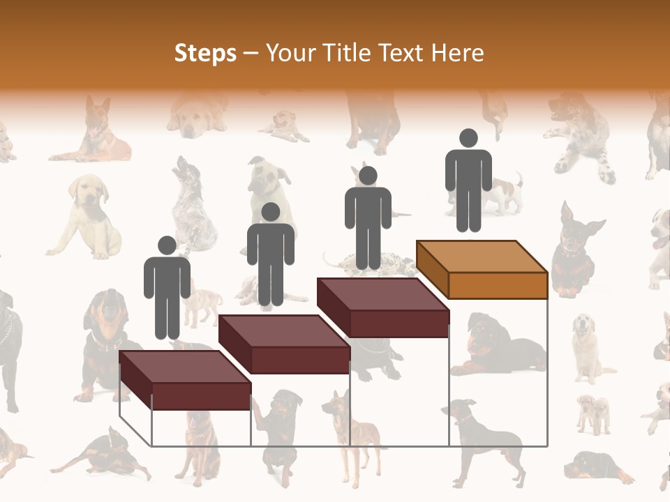 Canario Pinscher English PowerPoint Template