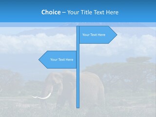 Morning African Mountain PowerPoint Template