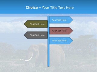 Morning African Mountain PowerPoint Template