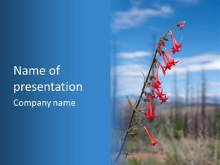 Flower Fire Ipomopsis Aggregata PowerPoint Template