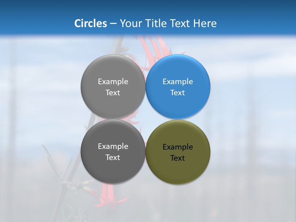 Flower Fire Ipomopsis Aggregata PowerPoint Template