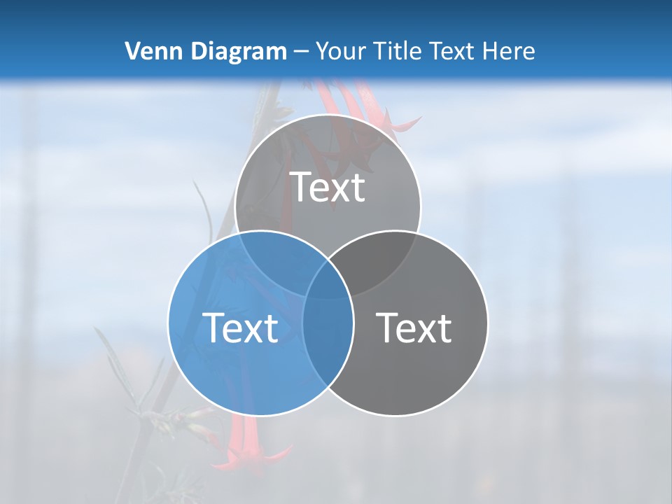 Flower Fire Ipomopsis Aggregata PowerPoint Template
