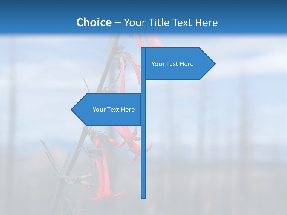 Flower Fire Ipomopsis Aggregata PowerPoint Template