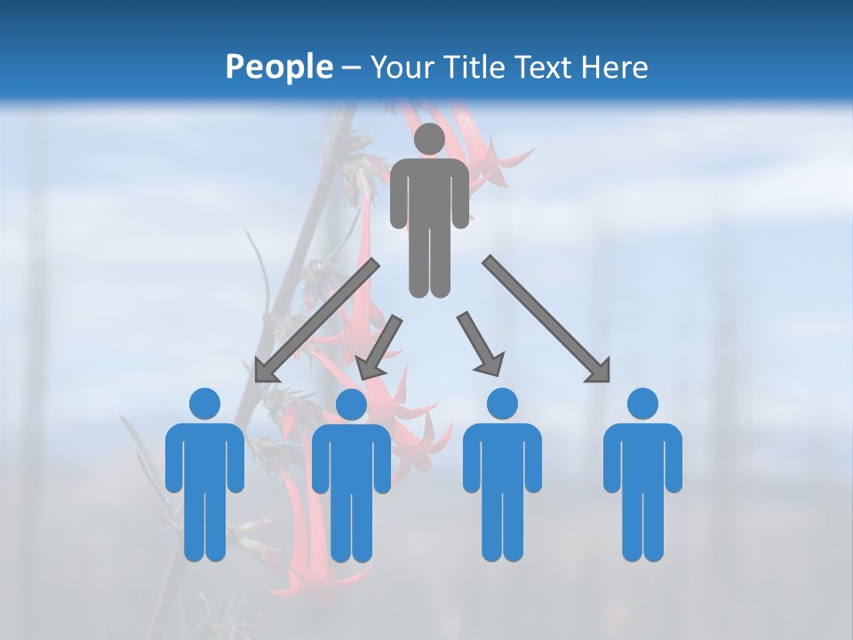 Flower Fire Ipomopsis Aggregata PowerPoint Template