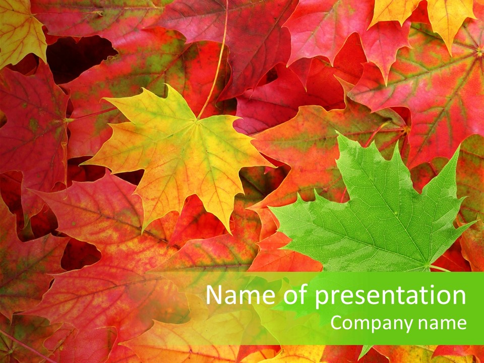 A Group Of Colorful Leaves With A Green Background PowerPoint Template