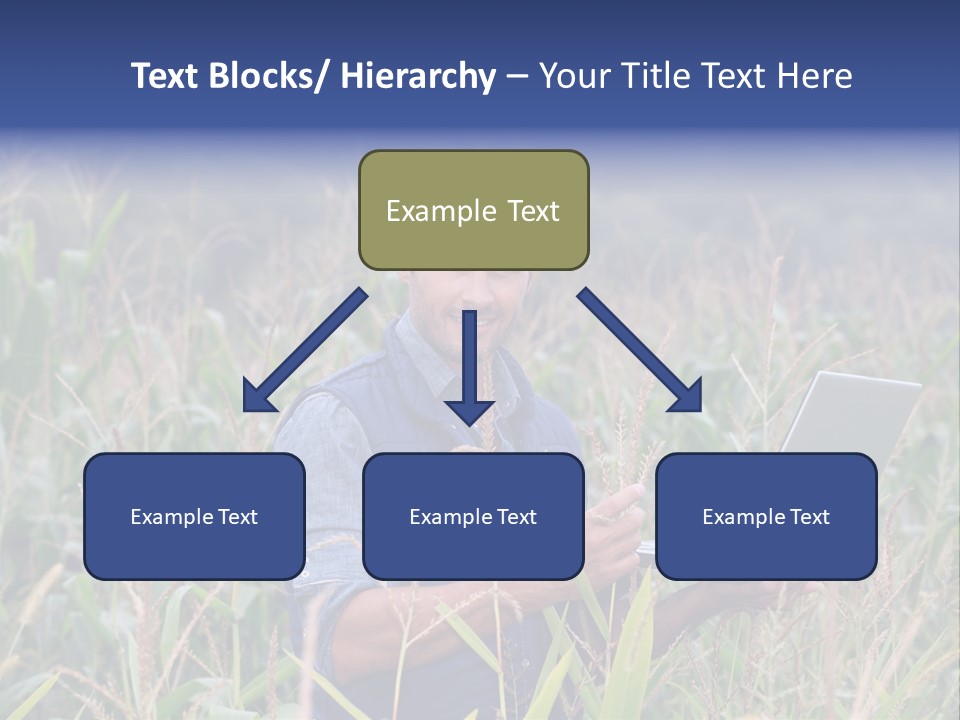 Fly Housefly Illustration PowerPoint Template