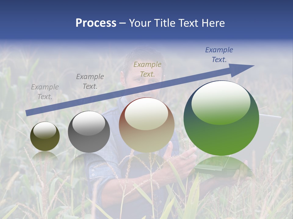 Fly Housefly Illustration PowerPoint Template