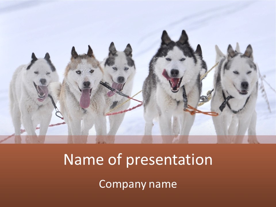 Canine Huskys Team PowerPoint Template