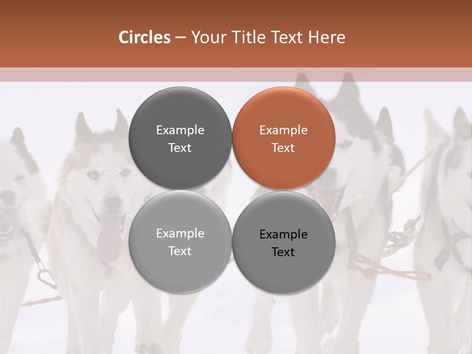 Canine Huskys Team PowerPoint Template