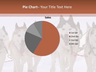 Canine Huskys Team PowerPoint Template