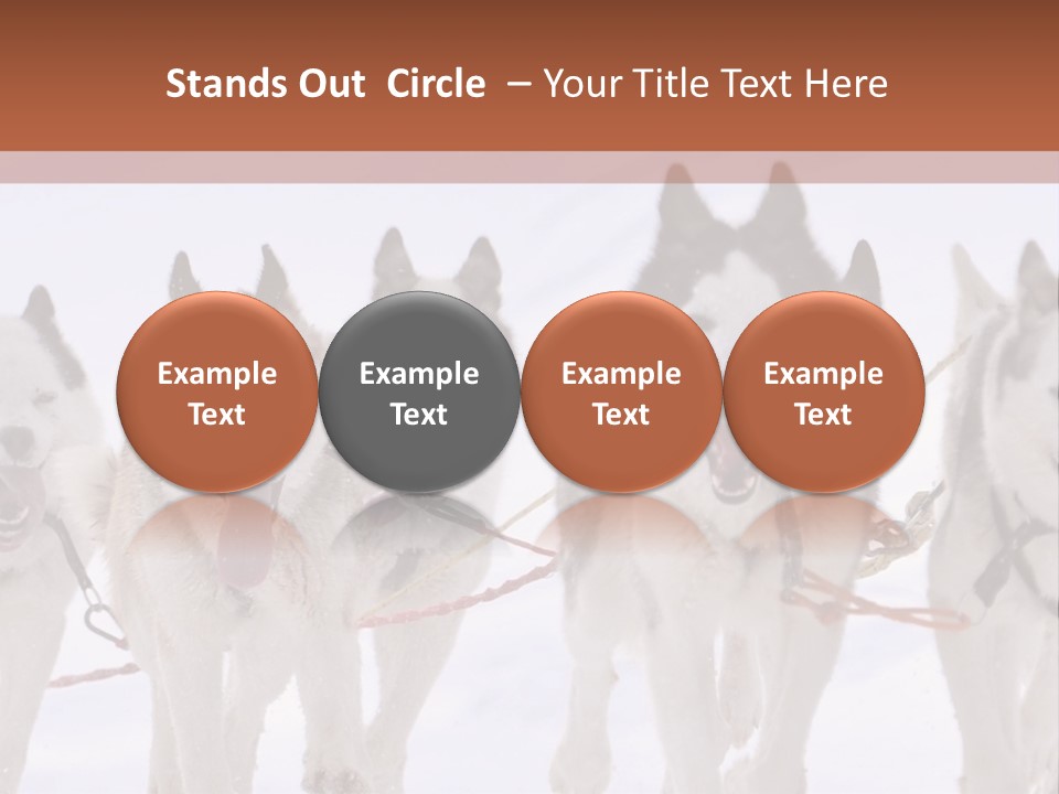 Canine Huskys Team PowerPoint Template
