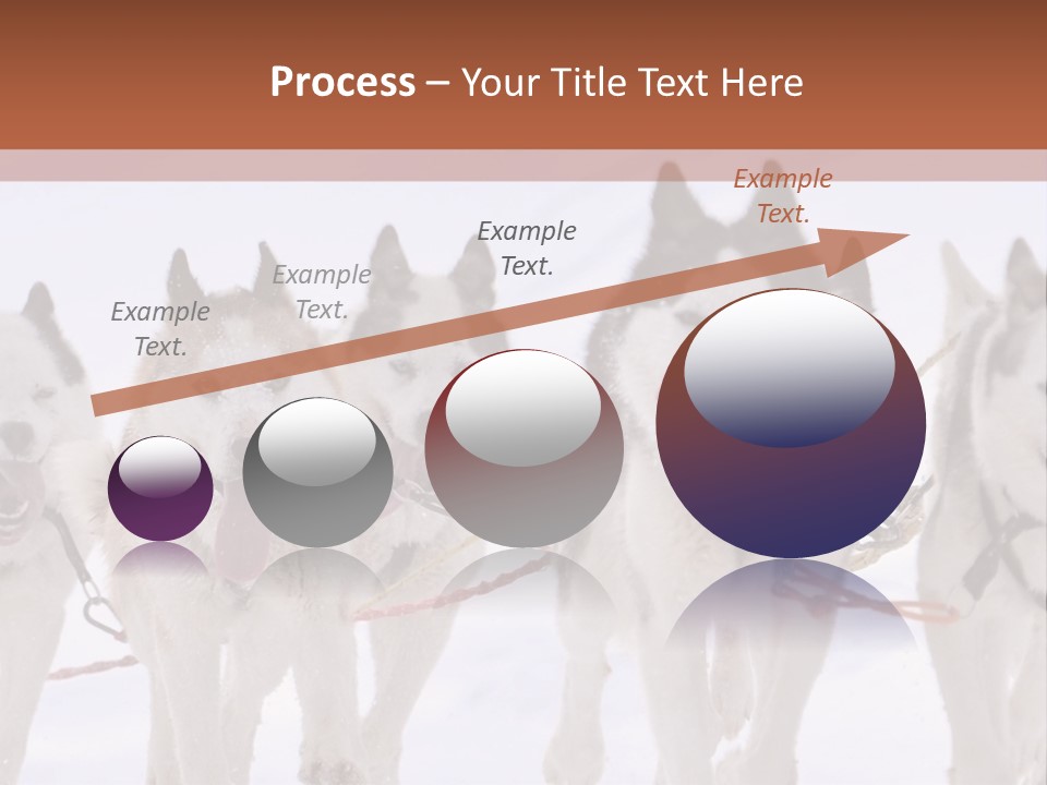 Canine Huskys Team PowerPoint Template