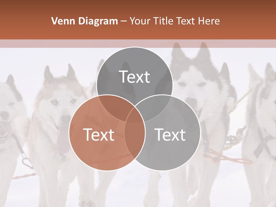 Canine Huskys Team PowerPoint Template