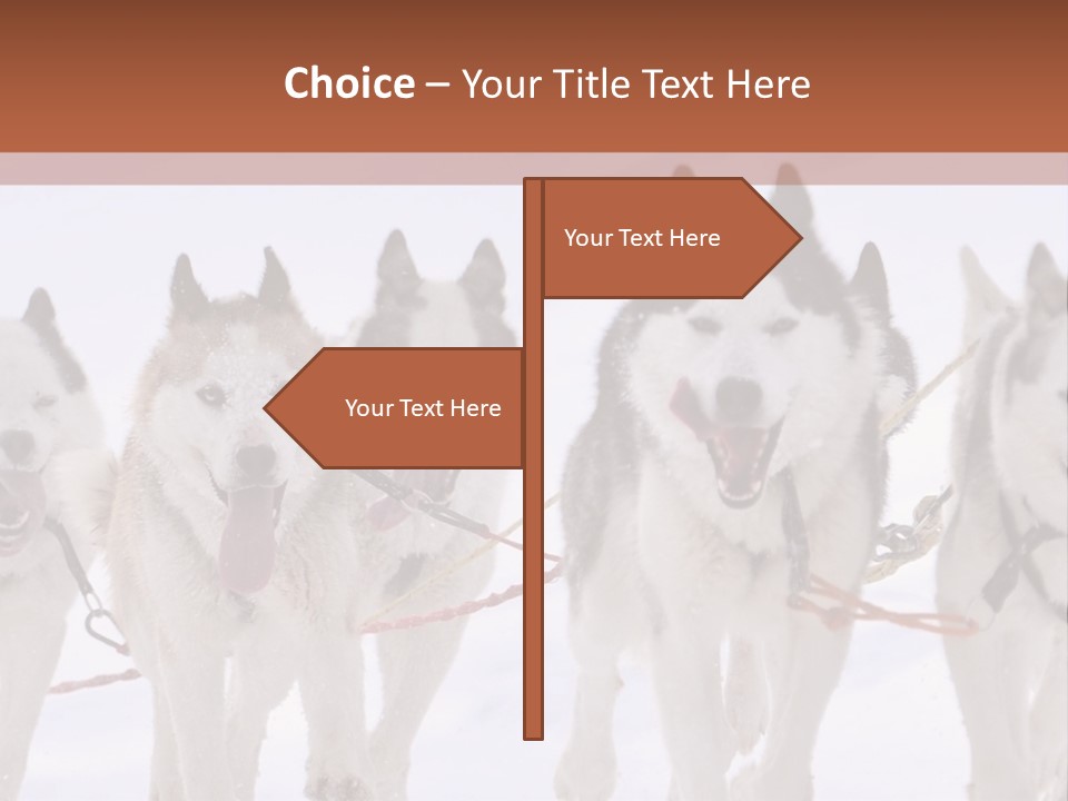 Canine Huskys Team PowerPoint Template