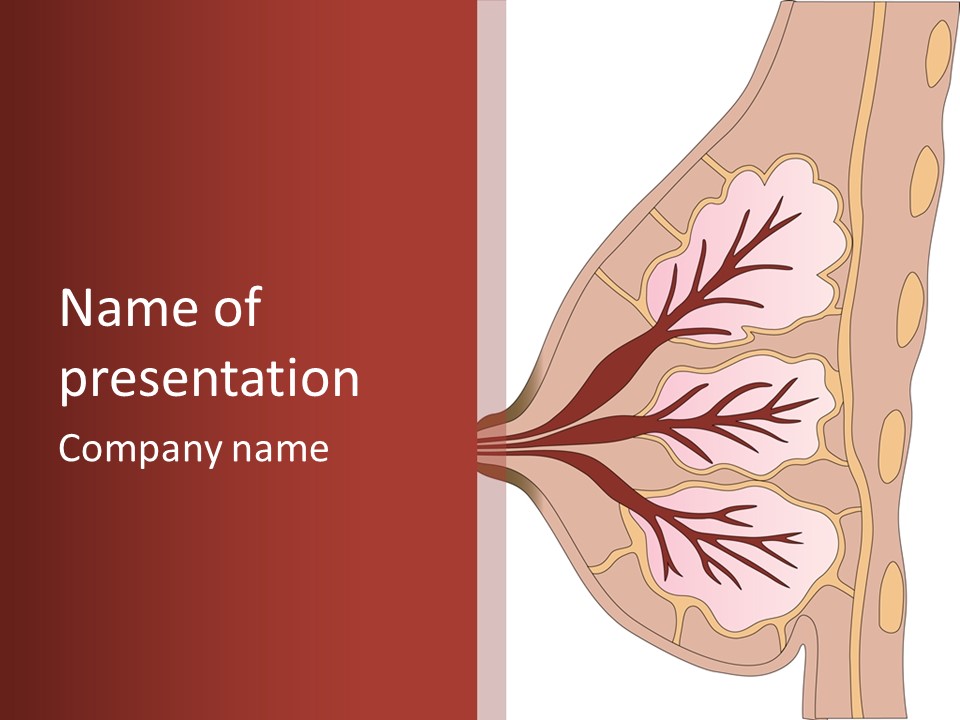 A Breast Diagram With The Name Of The Breast PowerPoint Template