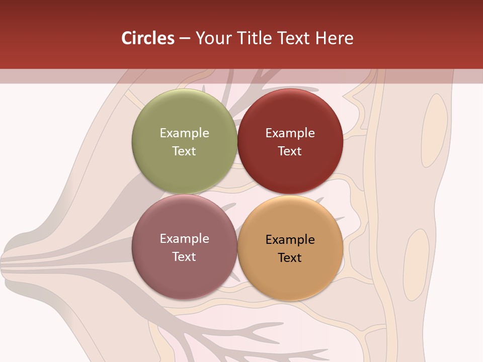 A Breast Diagram With The Name Of The Breast PowerPoint Template