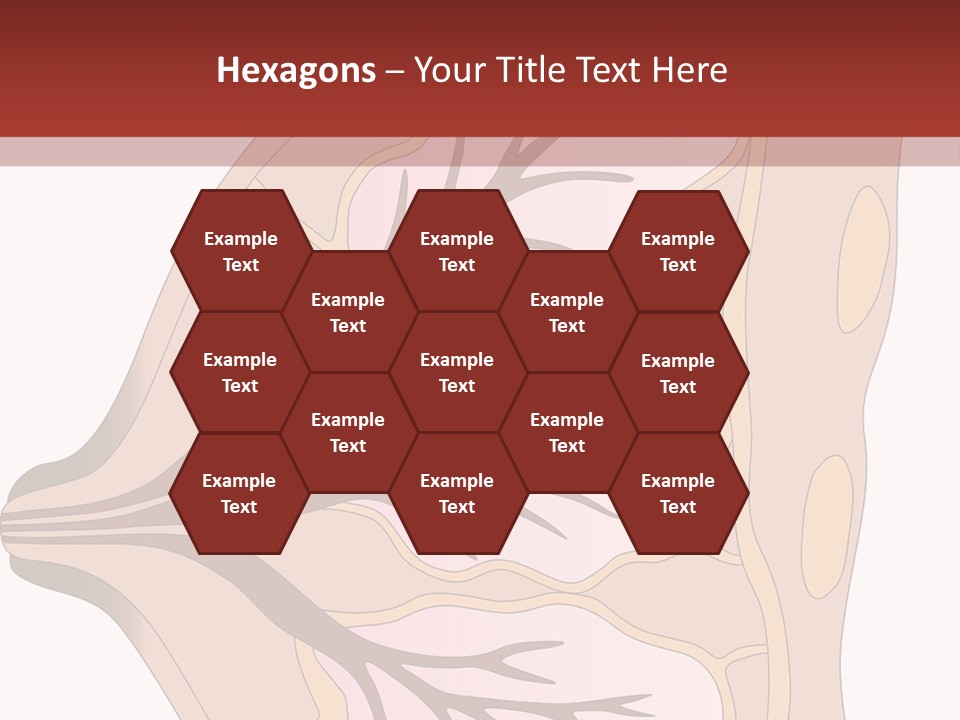 A Breast Diagram With The Name Of The Breast PowerPoint Template