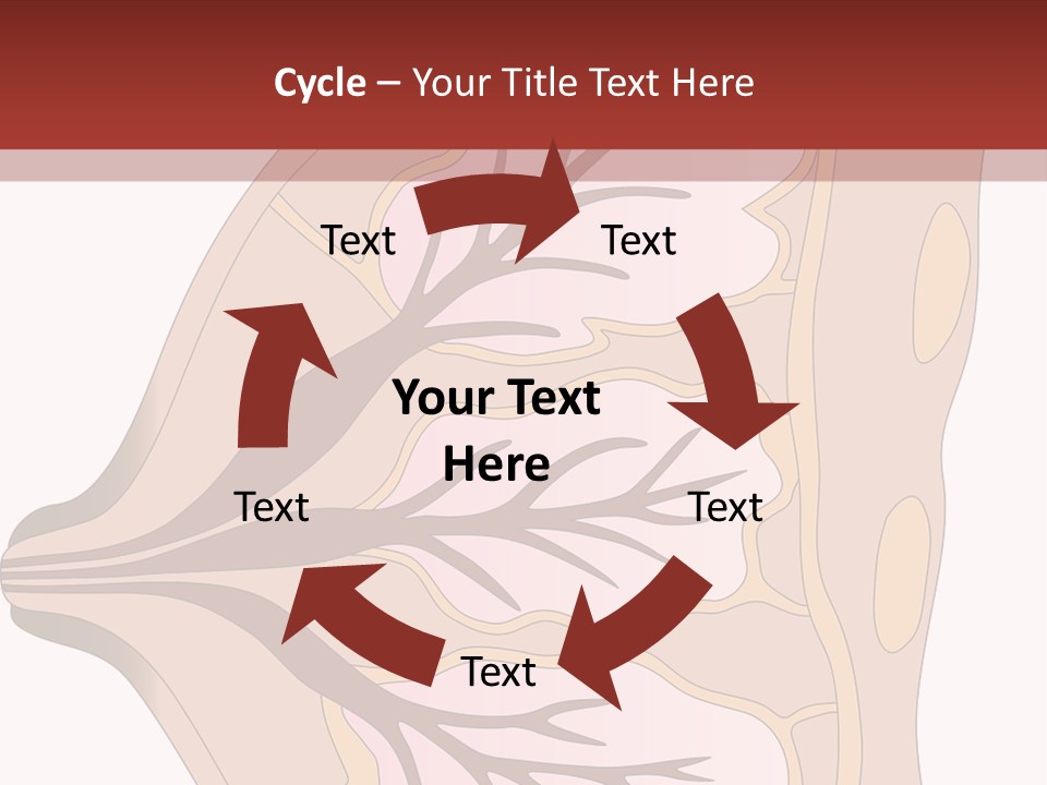 A Breast Diagram With The Name Of The Breast PowerPoint Template