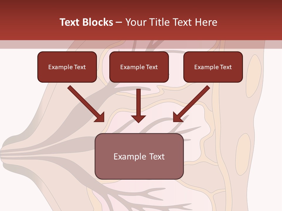 A Breast Diagram With The Name Of The Breast PowerPoint Template