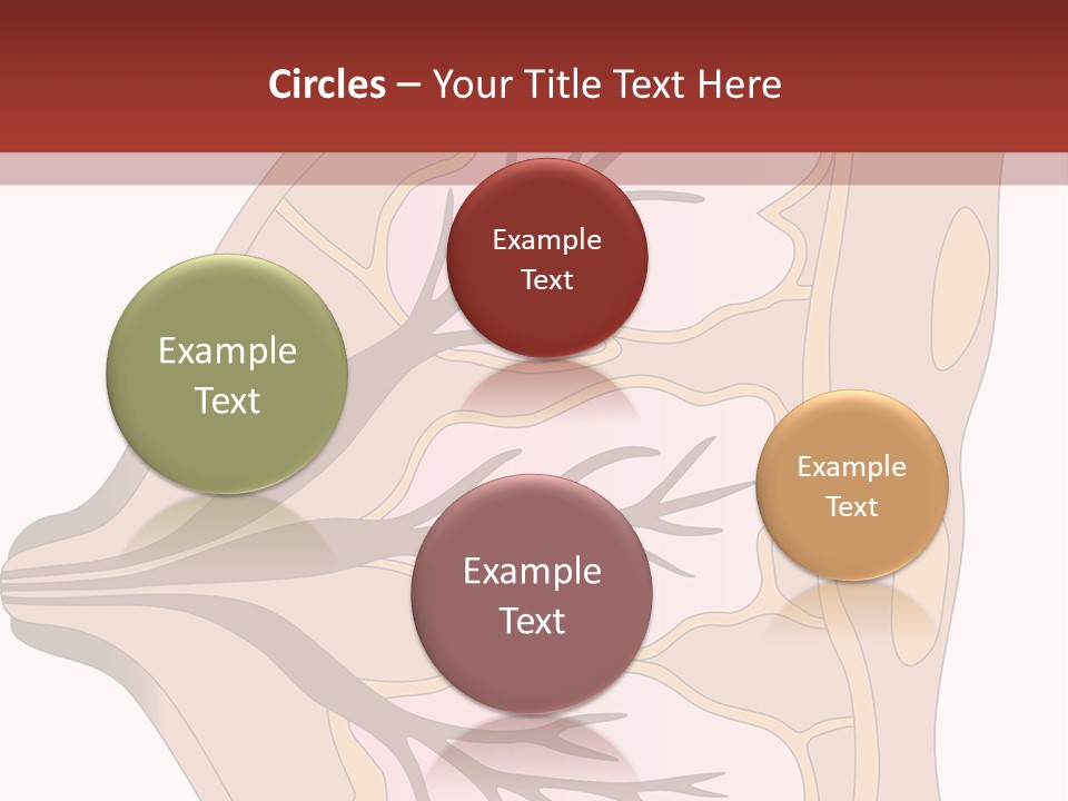 A Breast Diagram With The Name Of The Breast PowerPoint Template