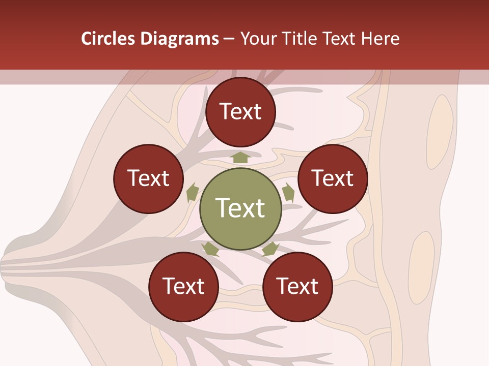 A Breast Diagram With The Name Of The Breast PowerPoint Template