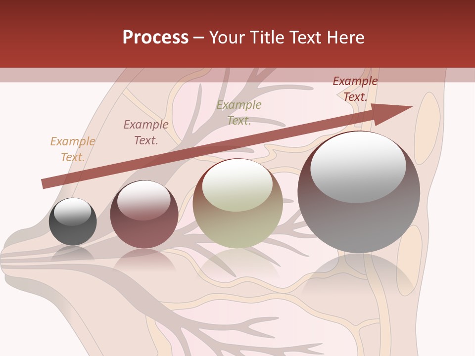 A Breast Diagram With The Name Of The Breast PowerPoint Template