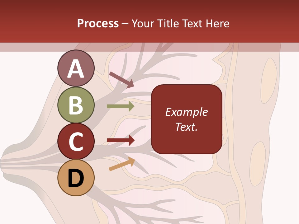 A Breast Diagram With The Name Of The Breast PowerPoint Template