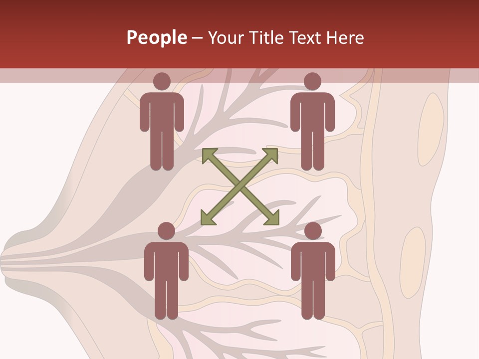 A Breast Diagram With The Name Of The Breast PowerPoint Template