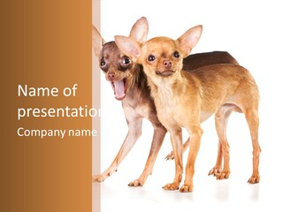 Two Small Dogs Standing Next To Each Other PowerPoint Template