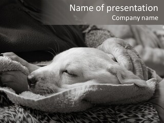 Cute Puppy Home PowerPoint Template