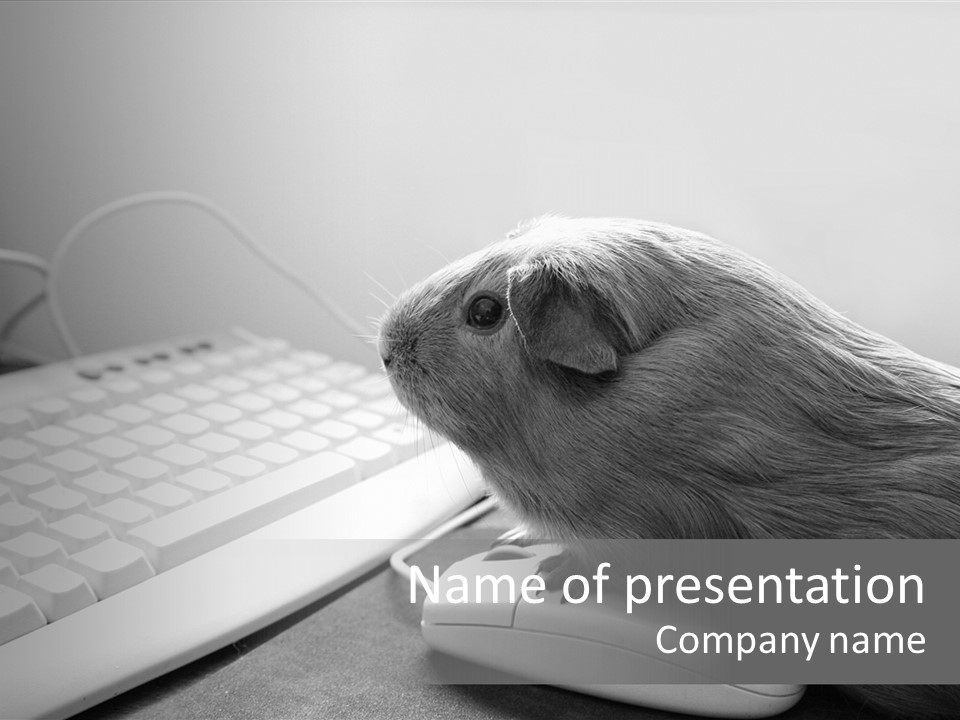 Guinea Pig Keyboard PowerPoint Template