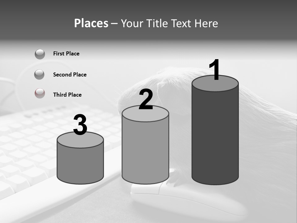 Guinea Pig Keyboard PowerPoint Template