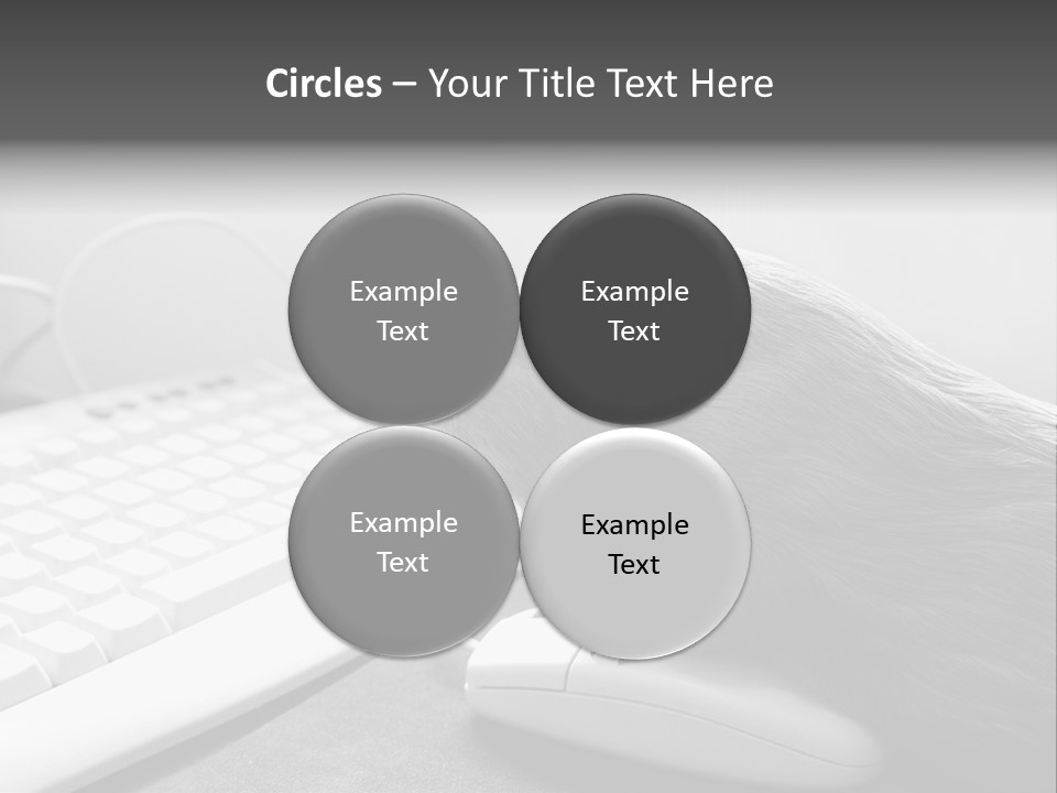 Guinea Pig Keyboard PowerPoint Template