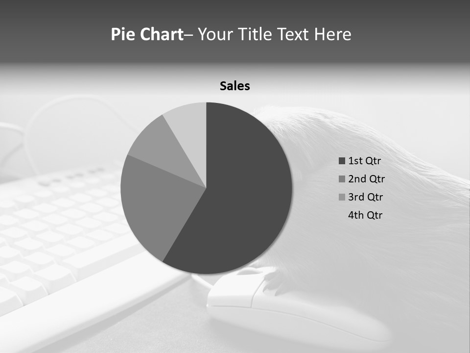 Guinea Pig Keyboard PowerPoint Template