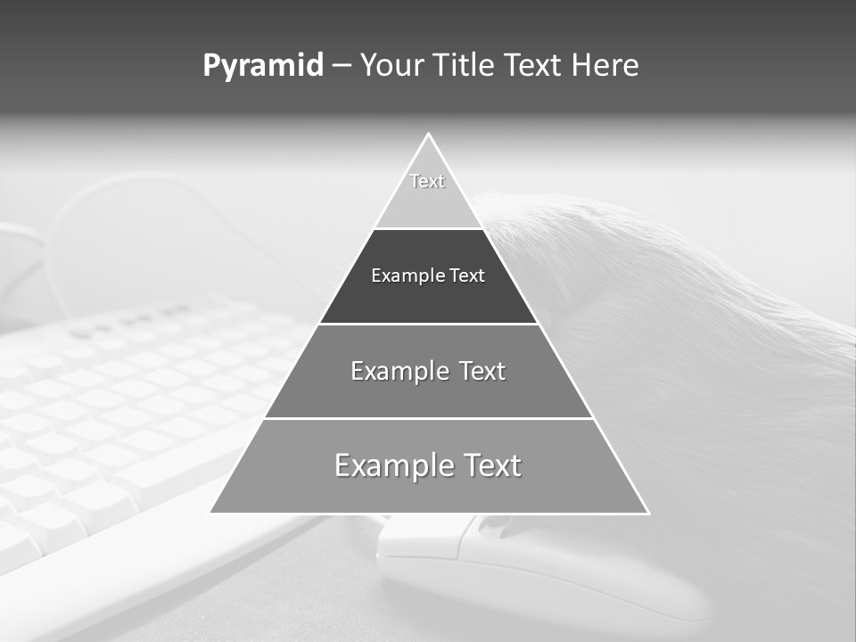 Guinea Pig Keyboard PowerPoint Template