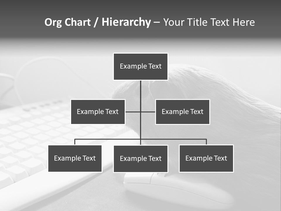 Guinea Pig Keyboard PowerPoint Template