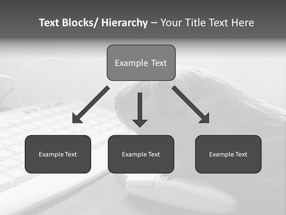 Guinea Pig Keyboard PowerPoint Template